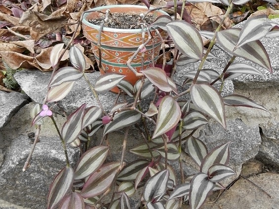 Tradescantia zebrina 001