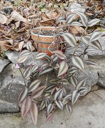 Tradescantia zebrina 001