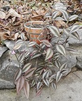 Tradescantia zebrina 001