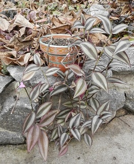 Tradescantia zebrina 001