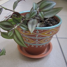 Tradescantia zebrina 002