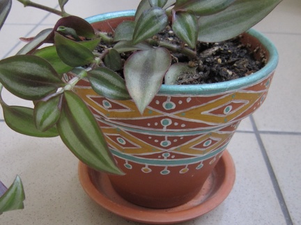Tradescantia zebrina 002