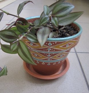 Tradescantia zebrina 002