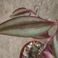 Tradescantia zebrina Iv