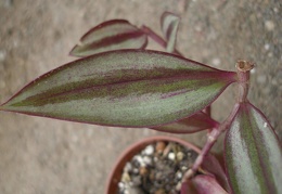 Tradescantia zebrina Iv