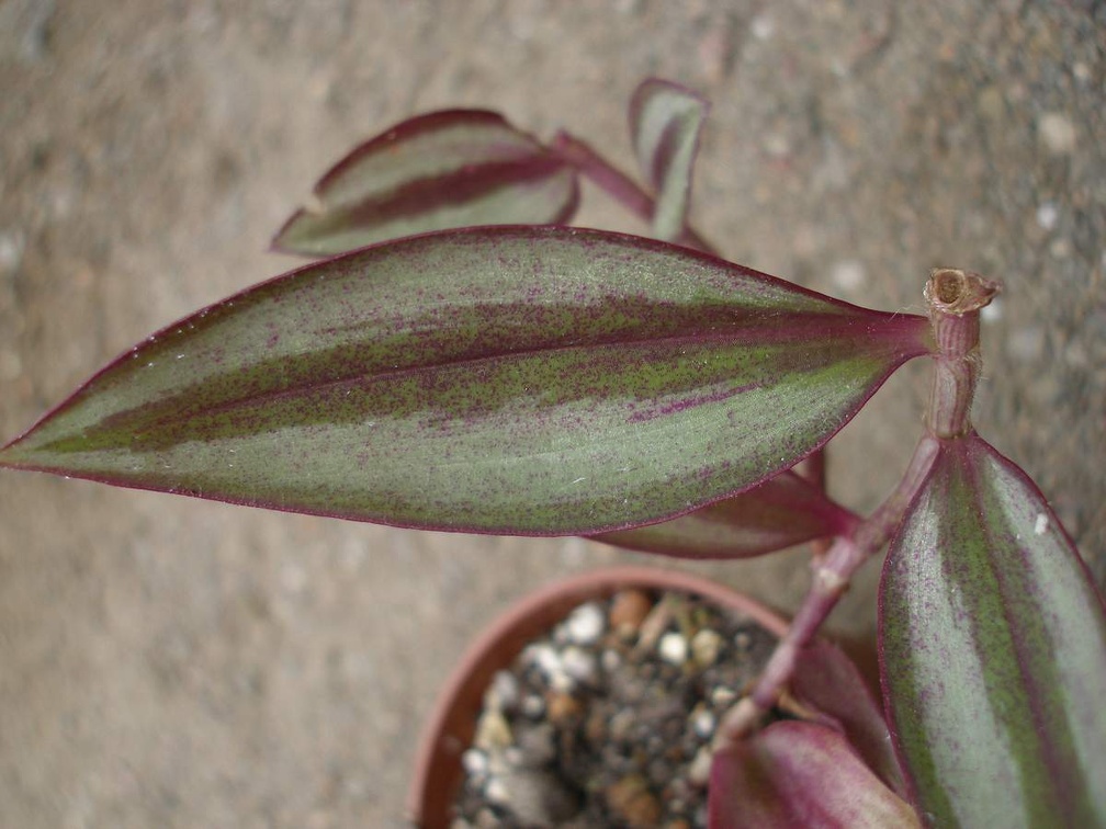 Tradescantia zebrina Iv