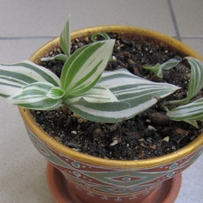 radescantia albiflora f  albovittata