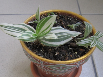 radescantia albiflora f  albovittata