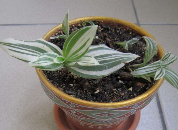 radescantia albiflora f  albovittata