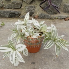 radescantia albiflora v  albovittata