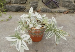 radescantia albiflora v  albovittata