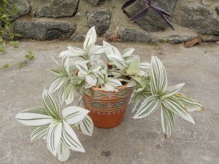 radescantia albiflora v  albovittata