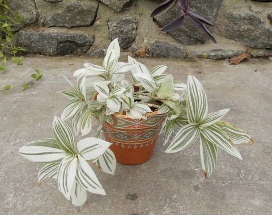 radescantia albiflora v  albovittata