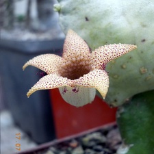Whitesloanea crassa