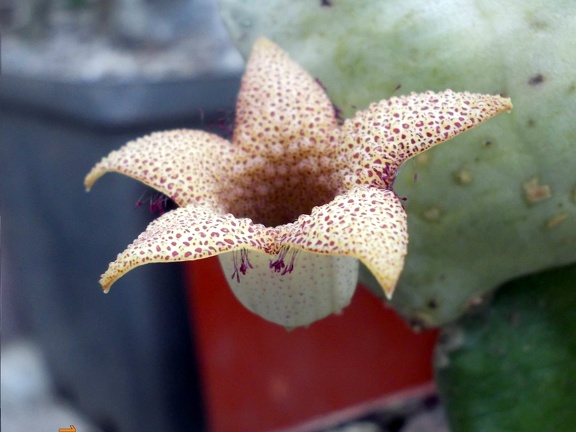 Whitesloanea crassa