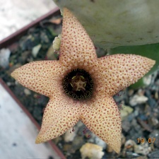 Whitesloanea crassa1