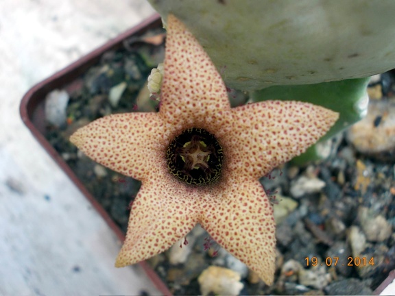 Whitesloanea crassa1