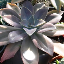 xGraptoveria  Fred Ives