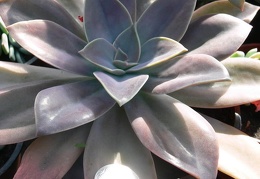 xGraptoveria  Fred Ives