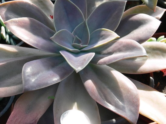 xGraptoveria  Fred Ives