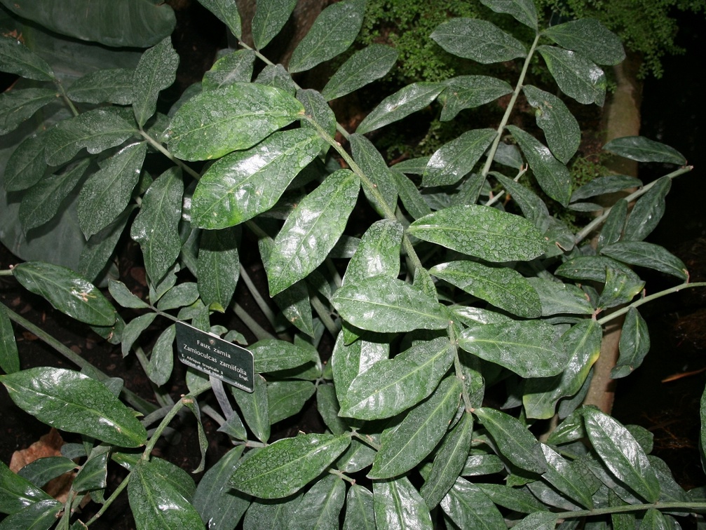 Zamioculcas zamiifolia