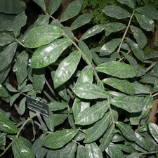 Zamioculcas zamiifolia