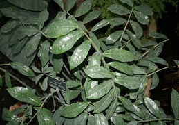 Zamioculcas