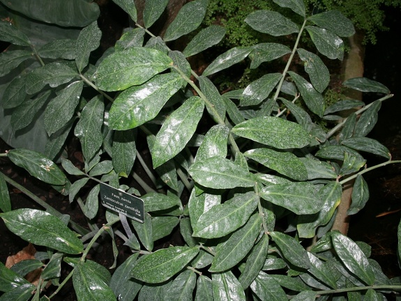 Zamioculcas zamiifolia