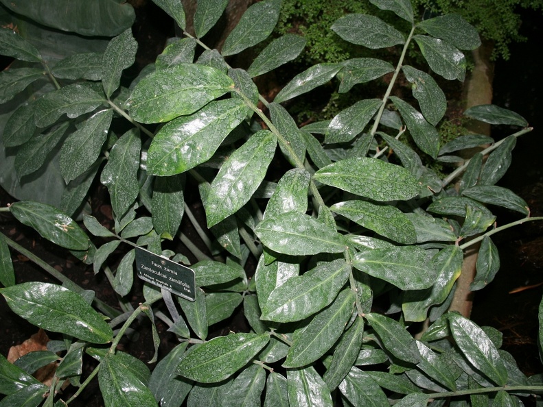 Zamioculcas zamiifolia