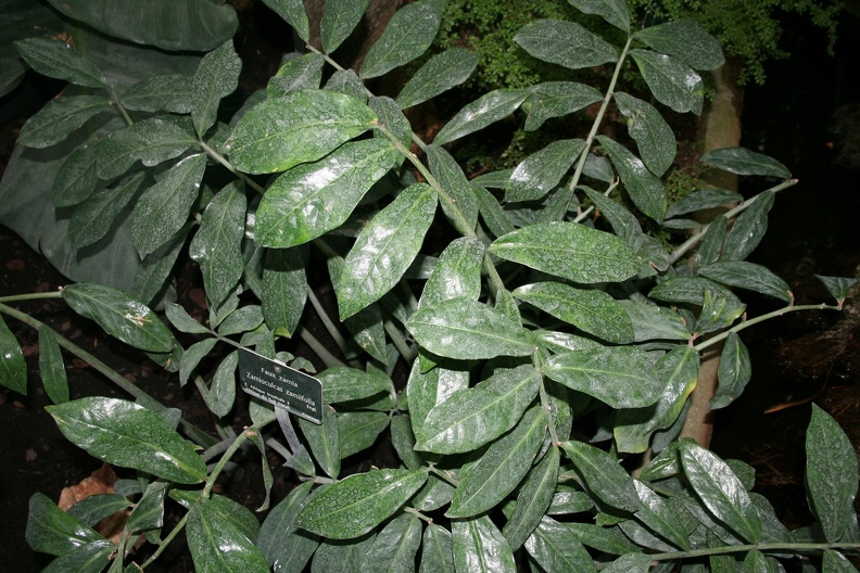 Zamioculcas_zamiifolia.JPG