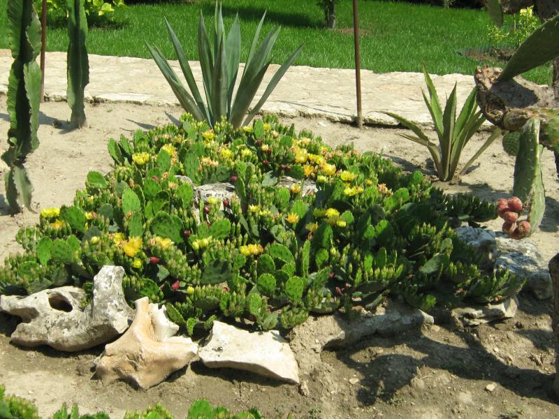 Ботанический сад в Балчике (Болгария) 2008 (1811 відвідувань) Фото Галина Радкова (Варна, Болгария)
Ботанический сад в Балчике (Болгария) 2008
