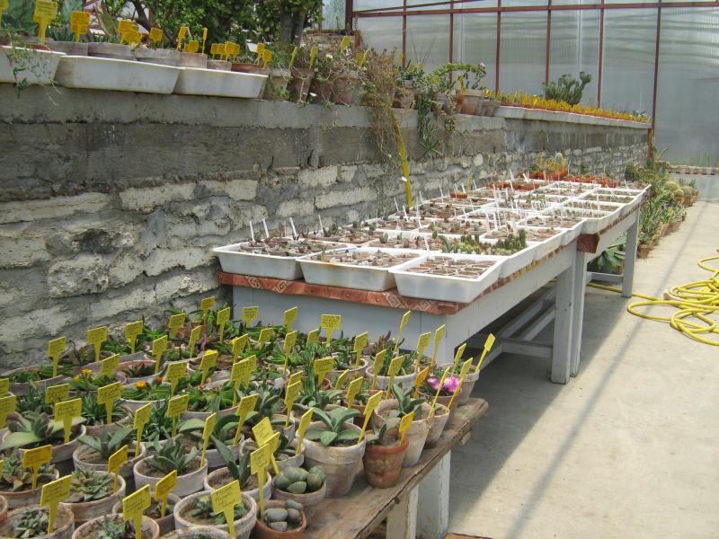 Ботанический сад в Балчике (Болгария) 2008