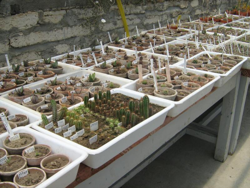 Ботанический сад в Балчике (Болгария) 2008