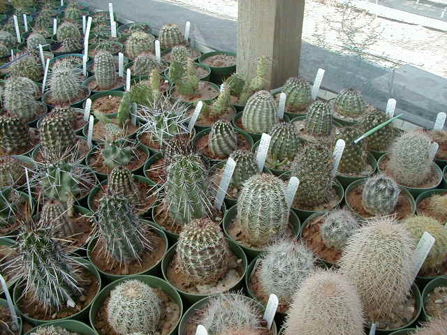 11-11-Echinocereus