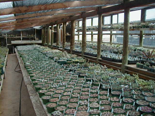 22-7-Lithops