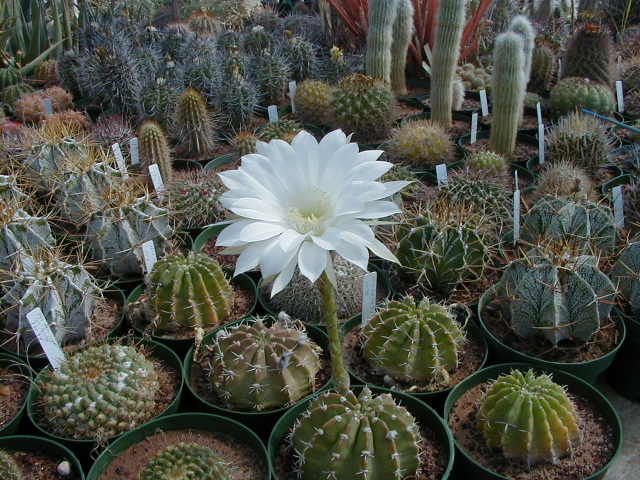 27-5-Echinopsis
