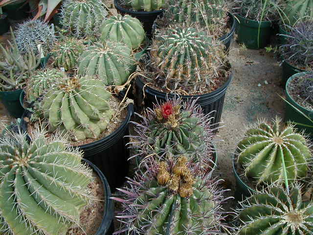 29-5 Ferocactus