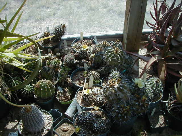 43-9 Copiapoa