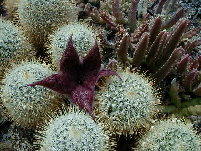 44-9 Mm cowperiae