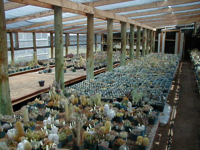46-8 seedlings