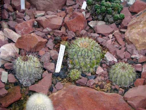 copiapoa_cinereum_v_haseltoniana.jpg