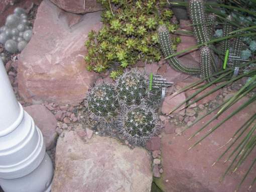 ferocactus_flavovirens.jpg