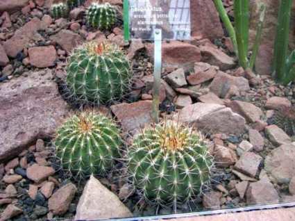 ferocactus_pottsii_v_alamosanus.jpg