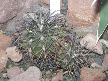 gymnocalicium_speagazinii.jpg