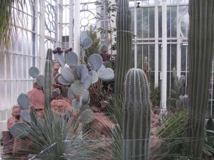 opuntia_pachocereus.jpg