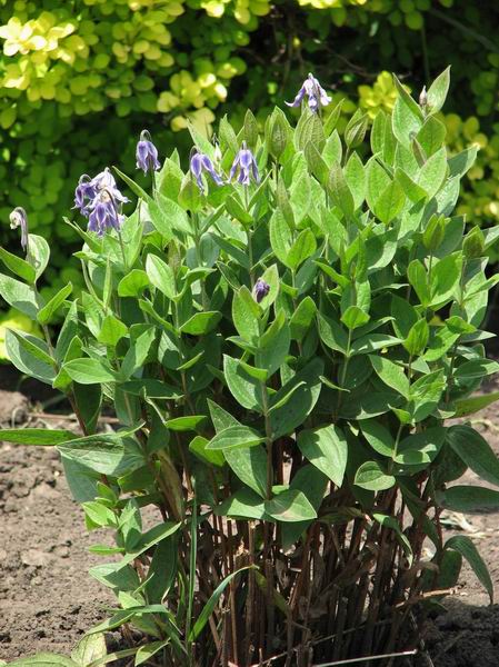 Clematis integrifolia