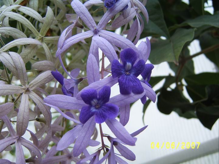 Petrea volubilis
