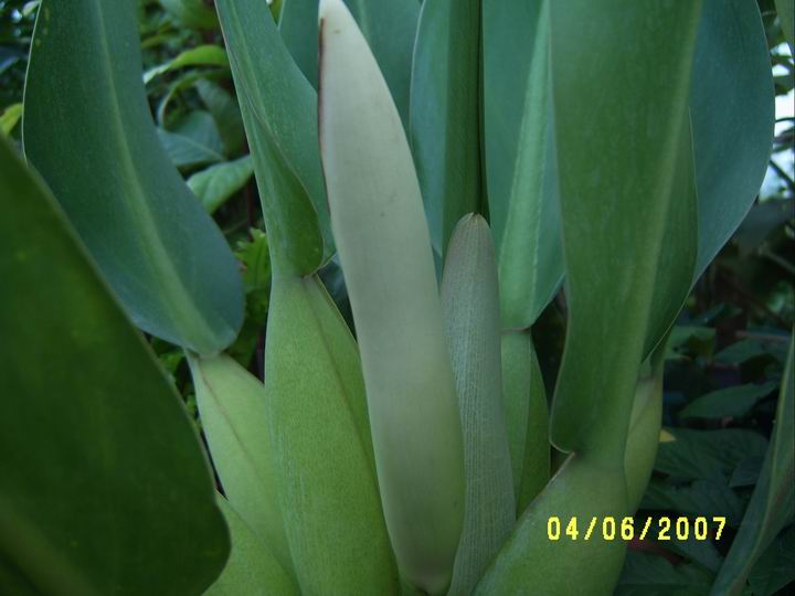 Phillodendron crassum