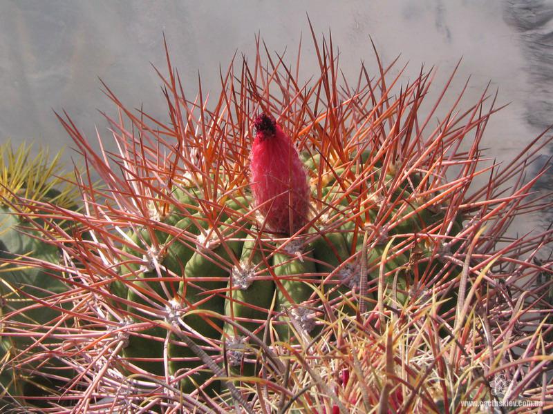 den rhodacantha Fom