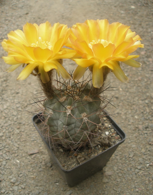 Acanthocal glaucum